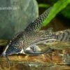 Schabracken-Panzerwels, Scleromystax Barbatus -Heimtierbedarf Scleromystax barbatus Corydoras barbatus