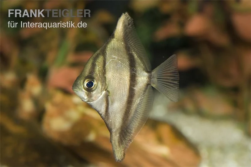 Sebae-Flossenblatt, Monodactylus Sebae 4 Sebae-Flossenblatt, Monodactylus Sebae – Bild 2