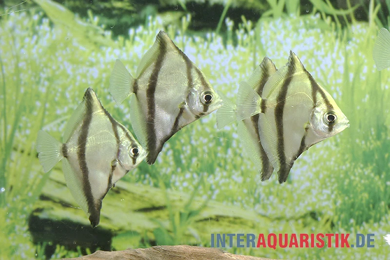 Sebae-Flossenblatt, Monodactylus Sebae 3 Sebae-Flossenblatt, Monodactylus Sebae