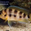 Sechsstreifen-Lamprologus, Neolamprologus Sexfasciatus Gold, DNZ -Heimtierbedarf Sechsstreifen Lamprologus Neolamprologus sexfasciat