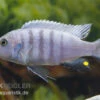 Sechsstreifen-Tilapia Weiss, Cynotilapia Afra Weiss -Heimtierbedarf Sechsstreifen Tilapia Weiss Cynotilapia afra Weiss