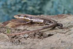 Senegal Mabuya, Trachylepis Affinis -Heimtierbedarf Senegal Mabuya Trachylepis affinis 2