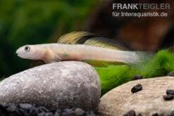 Cebu-Grundel, Sicyopus Cebuensis, 1 Paar 14 Cebu-Grundel, Sicyopus Cebuensis, 1 Paar -Heimtierbedarf Sicyopus cebuensis 31