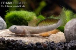 Cebu-Grundel, Sicyopus Cebuensis, 1 Paar 15 Cebu-Grundel, Sicyopus Cebuensis, 1 Paar -Heimtierbedarf Sicyopus cebuensis 33