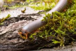Silberner Tausendfüßer, Aulacobolus Unicatus "Silver" 7 Silberner Tausendfüßer, Aulacobolus Unicatus "Silver" -Heimtierbedarf Silberner Tausendfuesser Aulacobolus unicatus Silver 3