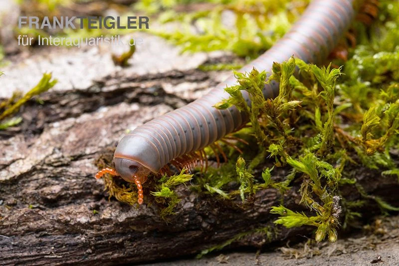 Silberner Tausendfüßer, Aulacobolus Unicatus "Silver" 5 Silberner Tausendfüßer, Aulacobolus Unicatus "Silver" – Bild 3