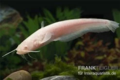 Goldener Flusswels, Silurus Glanis Gold (Kaltwasser) -Heimtierbedarf Silurus glanis flusswels 1
