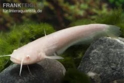 Goldener Flusswels, Silurus Glanis Gold (Kaltwasser) -Heimtierbedarf Silurus glanis flusswels 2