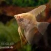Skalar Albino Goldstripe Diamant, Pterophyllum Scalare 2 Skalar Albino Goldstripe Diamant, Pterophyllum Scalare -Heimtierbedarf Skalar Albino Goldstripe Diamant Pterophyllum scalare 2