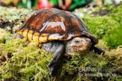 Skorpions-Klappschildkröte, Kinosternon Scorpioides -Heimtierbedarf Skorpions Klappschildkroete Kinosternon scorpioides 3