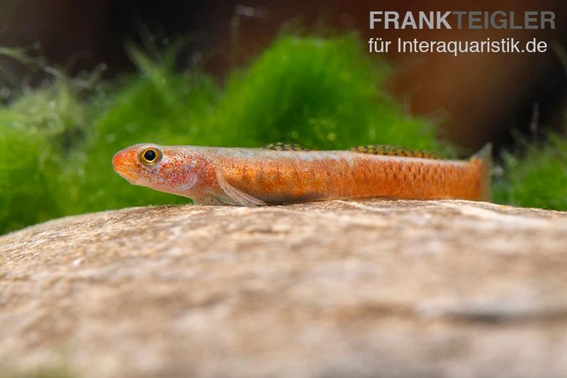 Smaragdgrundel, Stiphodon Surrufus, 1 Paar 4 Smaragdgrundel, Stiphodon Surrufus, 1 Paar – Bild 2