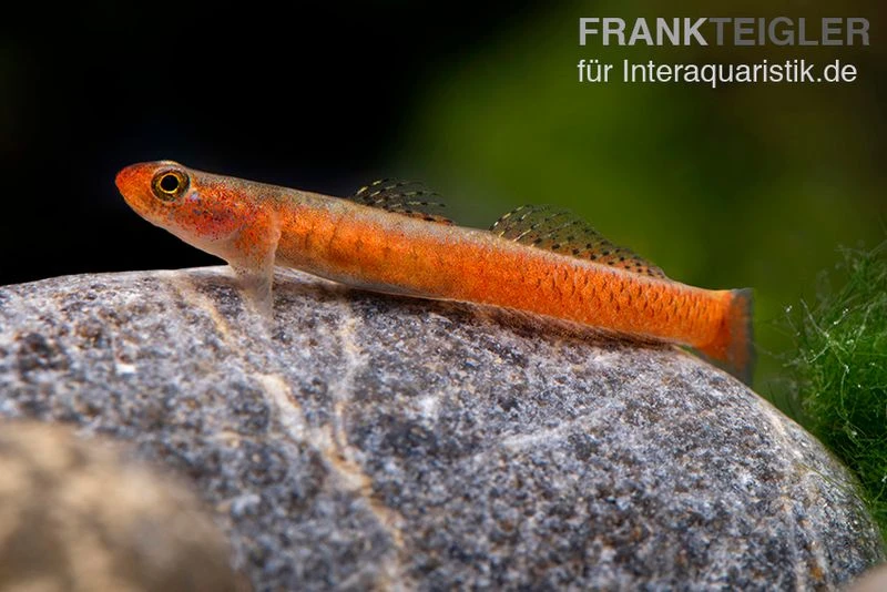 Smaragdgrundel, Stiphodon Surrufus, 1 Paar 3 Smaragdgrundel, Stiphodon Surrufus, 1 Paar