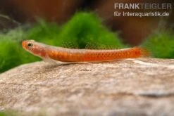 Smaragdgrundel, Stiphodon Surrufus, 1 Paar 8 Smaragdgrundel, Stiphodon Surrufus, 1 Paar -Heimtierbedarf Smaragdgrundel Stiphodon surrufus 3