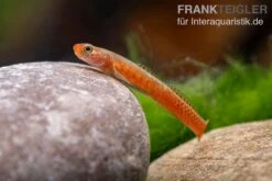 Smaragdgrundel, Stiphodon Surrufus, 1 Paar 9 Smaragdgrundel, Stiphodon Surrufus, 1 Paar -Heimtierbedarf Smaragdgrundel Stiphodon surrufus 4