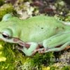 Snowflake Korallenfinger-Laubfrosch, Litoria Caerulea Snowflake 1 Snowflake Korallenfinger-Laubfrosch, Litoria Caerulea Snowflake -Heimtierbedarf Snowflake Korallenfinger Laubfrosch Litoria caerulea Snowflake 1