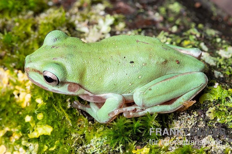 Snowflake Korallenfinger-Laubfrosch, Litoria Caerulea Snowflake 3 Snowflake Korallenfinger-Laubfrosch, Litoria Caerulea Snowflake