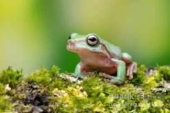 Snowflake Korallenfinger-Laubfrosch, Litoria Caerulea Snowflake 5 Snowflake Korallenfinger-Laubfrosch, Litoria Caerulea Snowflake -Heimtierbedarf Snowflake Korallenfinger Laubfrosch Litoria caerulea Snowflake 2