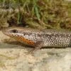 Sonnenskink, Mabuya Macularia -Heimtierbedarf Sonnenskink Mabuya macularia 1