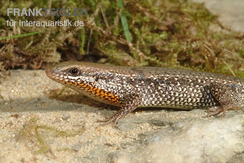 Sonnenskink, Mabuya Macularia 3 Sonnenskink, Mabuya Macularia