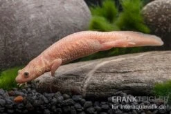 Spanischer Albino-Rippenmolch, Pleurodeles Waltl Albino -Heimtierbedarf Spanischer Albino Rippenmolch Pleurodeles waltl albino 3