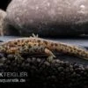 Spanischer Rippenmolch, Pleurodeles Waltl 2 Spanischer Rippenmolch, Pleurodeles Waltl -Heimtierbedarf Spanischer Rippenmolch Pleurodeles waltl 1