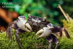 Spider Crab Sp. Blue, Neosarmatium Rotundifrons -Heimtierbedarf Spider Crab Blue 13