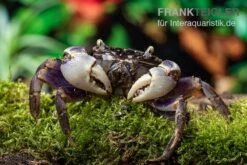 Spider Crab Sp. Blue, Neosarmatium Rotundifrons -Heimtierbedarf Spider Crab Blue 9