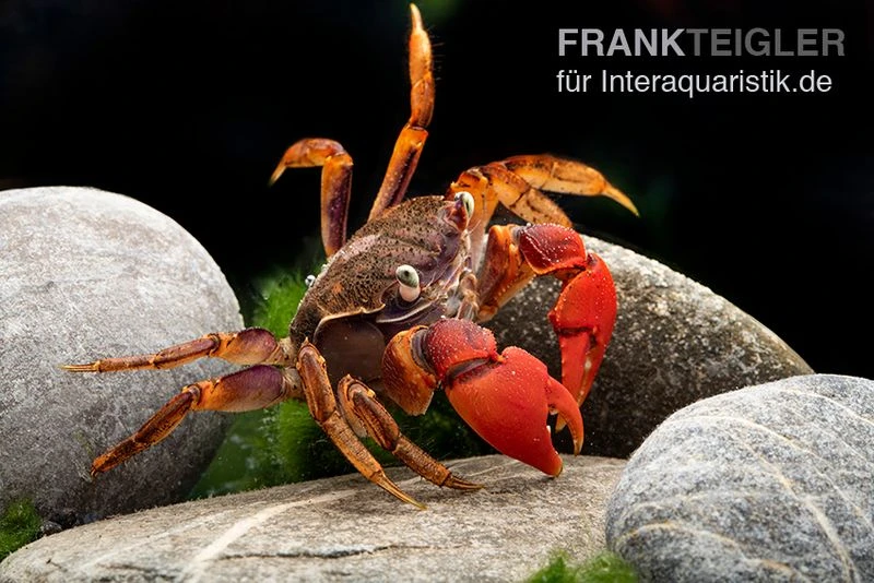 Spider Crab Sp. Extreme Red, Neosarmatium Cf. Meinerti 10 Spider Crab Sp. Extreme Red, Neosarmatium Cf. Meinerti – Bild 8