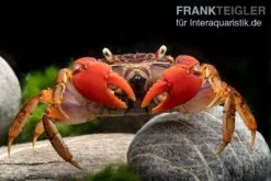 Spider Crab Sp. Extreme Red, Neosarmatium Cf. Meinerti 19 Spider Crab Sp. Extreme Red, Neosarmatium Cf. Meinerti -Heimtierbedarf Spider Crab Red 14