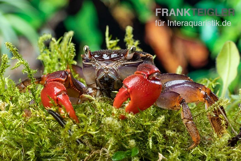 Spider Crab Sp. Extreme Red, Neosarmatium Cf. Meinerti 4 Spider Crab Sp. Extreme Red, Neosarmatium Cf. Meinerti – Bild 2