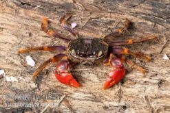 Spider Crab Sp. Extreme Red, Neosarmatium Cf. Meinerti 13 Spider Crab Sp. Extreme Red, Neosarmatium Cf. Meinerti -Heimtierbedarf Spider Crab Red 3