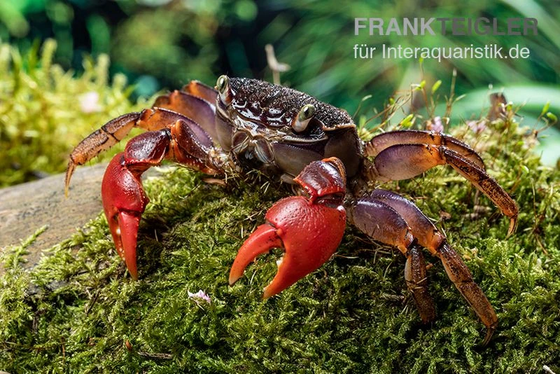 Spider Crab Sp. Extreme Red, Neosarmatium Cf. Meinerti 6 Spider Crab Sp. Extreme Red, Neosarmatium Cf. Meinerti – Bild 4