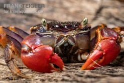 Spider Crab Sp. Extreme Red, Neosarmatium Cf. Meinerti 15 Spider Crab Sp. Extreme Red, Neosarmatium Cf. Meinerti -Heimtierbedarf Spider Crab Red 7