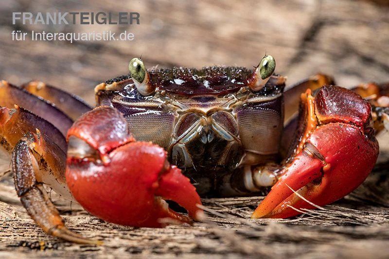 Spider Crab Sp. Extreme Red, Neosarmatium Cf. Meinerti 7 Spider Crab Sp. Extreme Red, Neosarmatium Cf. Meinerti – Bild 5