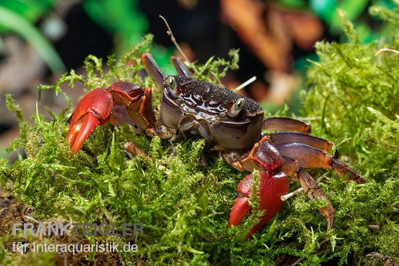 Spider Crab Sp. Extreme Red, Neosarmatium Cf. Meinerti 8 Spider Crab Sp. Extreme Red, Neosarmatium Cf. Meinerti – Bild 6