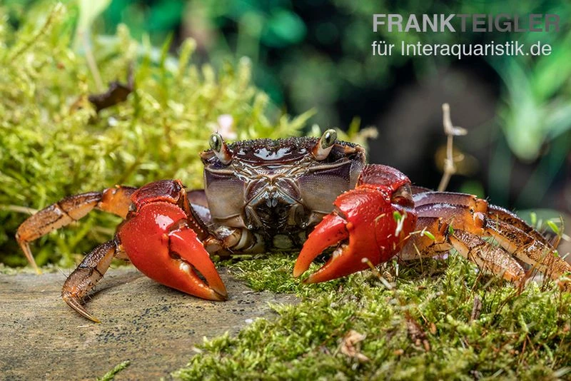 Spider Crab Sp. Extreme Red, Neosarmatium Cf. Meinerti 3 Spider Crab Sp. Extreme Red, Neosarmatium Cf. Meinerti
