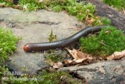 Firehead-Millipede, Spirostreptus Servatius -Heimtierbedarf Spirostreptus servatius 7