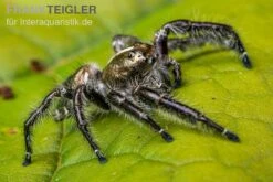 Springspinne, Hyllus Diardi -Heimtierbedarf Springspinne Hyllus diardi 5