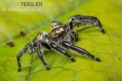 Springspinne, Hyllus Diardi -Heimtierbedarf Springspinne Hyllus diardi 6