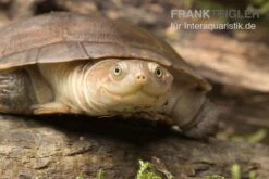 Starrbrust-Pelomeduse, Pelomedusa Subrufa -Heimtierbedarf Starrbrust Pelomeduse Pelomedusa subrufa 3