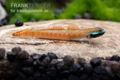 Annieae-Grundel, Stiphodon Annieae, 1 Paar -Heimtierbedarf Stiphodon annieae 18