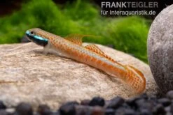 Annieae-Grundel, Stiphodon Annieae, 1 Paar -Heimtierbedarf Stiphodon annieae 19