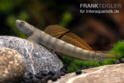 Orangeflossen-Grundel, Stiphodon Maculidorsalis, 1 Paar -Heimtierbedarf Stiphodon maculidorsalis 7