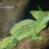 Stirnlappenbasilisk, Basiliscus Plumifrons 2 Stirnlappenbasilisk, Basiliscus Plumifrons -Heimtierbedarf Stirnlappenbasilisk Basiliscus plumifrons 1