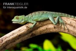 Stirnlappenbasilisk, Basiliscus Plumifrons -Heimtierbedarf Stirnlappenbasilisk Basiliscus plumifrons 3