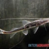 Störspatelwels, Platystomatichthys Sturio -Heimtierbedarf Stoerspatelwels Platystomatichthys sturio