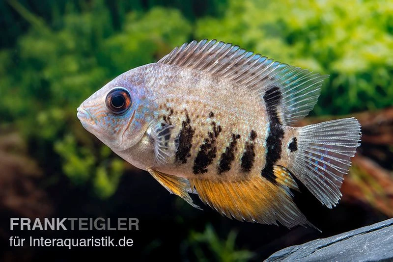 Streifen-Augenfleckbuntbarsch, Heros Notatus 3 Streifen-Augenfleckbuntbarsch, Heros Notatus