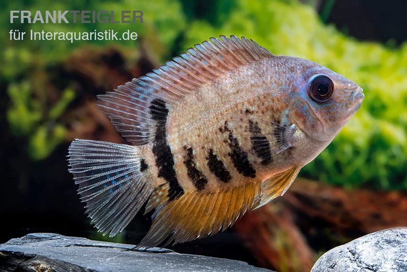 Streifen-Augenfleckbuntbarsch, Heros Notatus 4 Streifen-Augenfleckbuntbarsch, Heros Notatus – Bild 2