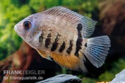 Streifen-Augenfleckbuntbarsch, Heros Notatus 9 Streifen-Augenfleckbuntbarsch, Heros Notatus -Heimtierbedarf Streifen Augenfleckbuntbarsch Heros notatus 3