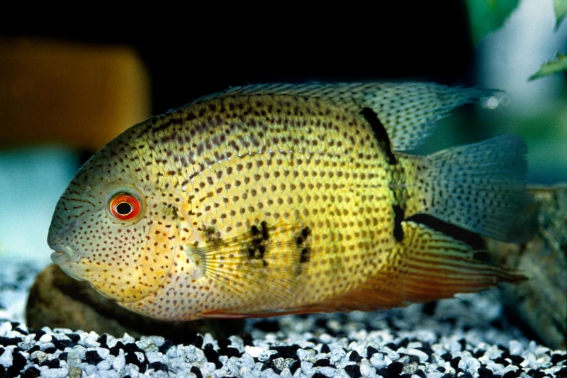 Streifen-Augenfleckbuntbarsch, Heros Notatus 5 Streifen-Augenfleckbuntbarsch, Heros Notatus – Bild 3
